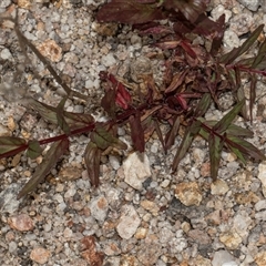 Unverified Other Wildflower or Herb at Yaouk, NSW - 13 Dec 2025 by AlisonMilton