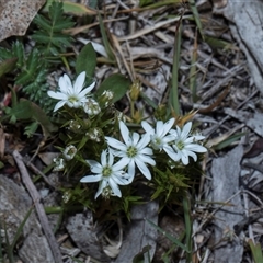 Stellaria pungens at Yaouk, NSW - 13 Dec 2025 by AlisonMilton