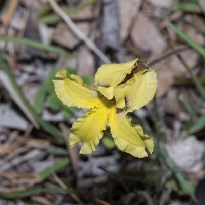 Goodenia ovata at Yaouk, NSW - 13 Dec 2025 by AlisonMilton