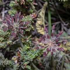 Oreomyrrhis eriopoda at Yaouk, NSW - 13 Dec 2025 by AlisonMilton