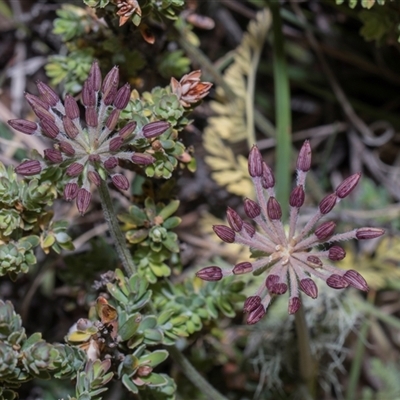Oreomyrrhis eriopoda at Yaouk, NSW - 13 Dec 2025 by AlisonMilton