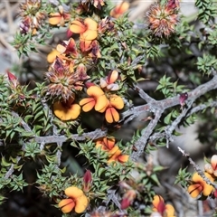 Dillwynia glaberrima at Yaouk, NSW - 13 Dec 2025 by AlisonMilton
