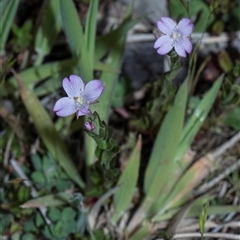 Epilobium sp. at Yaouk, NSW - 13 Dec 2025 by AlisonMilton