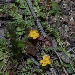 Hypericum gramineum at Yaouk, NSW - 13 Dec 2025 by AlisonMilton