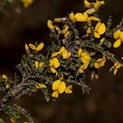 Unverified Pea at Yaouk, NSW - 13 Dec 2025 by AlisonMilton