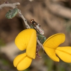 Unverified Pea at Yaouk, NSW - 13 Dec 2025 by AlisonMilton