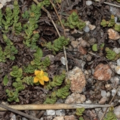 Hypericum japonicum at Yaouk, NSW - 13 Dec 2025 by AlisonMilton
