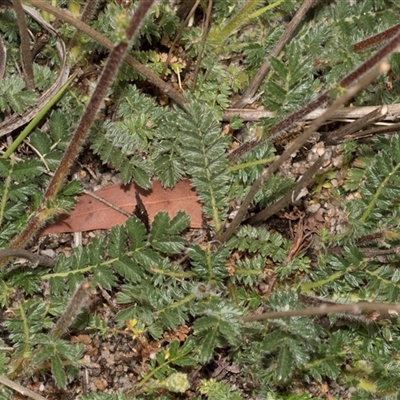 Acaena echinata at Yaouk, NSW - 13 Dec 2025 by AlisonMilton