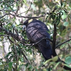 Zanda funerea by JMS253