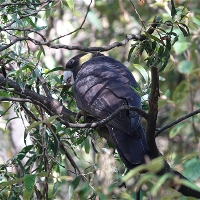 Zanda funerea at  - suppressed by JMS253