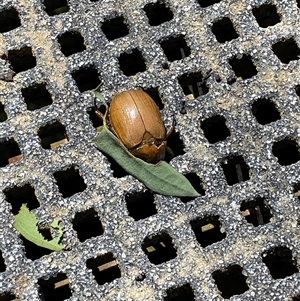 Anoplognathus explanatus at Kambah, ACT - Today by JillianM