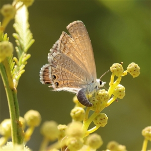 Nacaduba biocellata at Bruce, ACT - Today by ChrisChapman