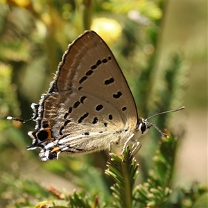 Jalmenus ictinus at Bruce, ACT - Today by ChrisChapman