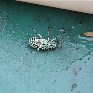 Unverified True bug (Hemiptera, Heteroptera) at Lake Tabourie, NSW - Yesterday by VanceLawrence