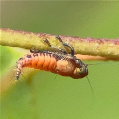 Cicadellidae (family) at Bogong, VIC - Yesterday by Hejor1
