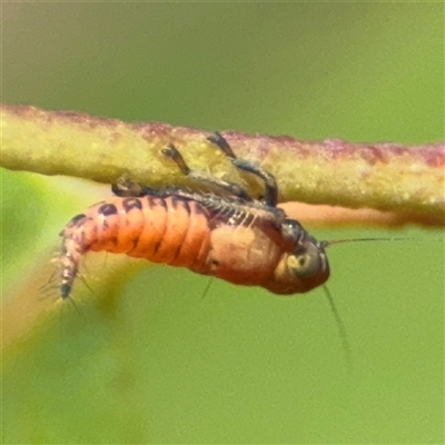 Cicadellidae (family) at Bogong, VIC - Yesterday by Hejor1
