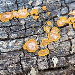zzz puzzles on wood at Bogong, VIC - Yesterday by Hejor1