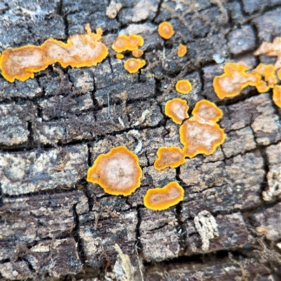 zzz puzzles on wood at Bogong, VIC - Yesterday by Hejor1