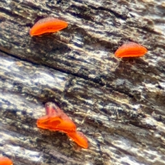 Heterotextus sp. (A yellow saprophytic jelly fungi) at Mount Buffalo, VIC - 16 Dec 2025 by Hejor1