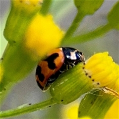 Coccinella transversalis at Mount Buffalo, VIC - 16 Dec 2025 by Hejor1