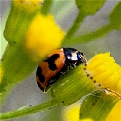 Coccinella transversalis at Mount Buffalo, VIC - 16 Dec 2025 by Hejor1