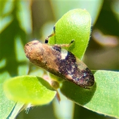 Anyllis leiala at Mount Buffalo, VIC - 16 Dec 2025 by Hejor1