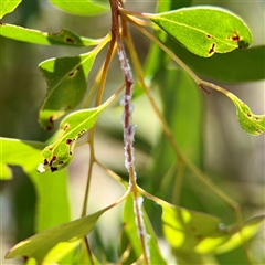 Monophlebulus sp. (genus) at Mount Buffalo, VIC - 16 Dec 2025 by Hejor1