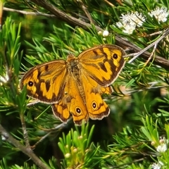 Heteronympha merope at Isaacs, ACT - Today by Mike