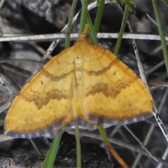 Chrysolarentia correlata (Yellow Carpet) at Brindabella, ACT - Yesterday by JohnBundock
