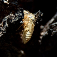 Cicadettini sp. (tribe) (Cicada) at Euroa, VIC - 18 Dec 2025 by Hejor1