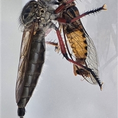 Yoyetta celis (Silver Princess Cicada) at O'Connor, ACT - 8 Dec 2025 by JARS