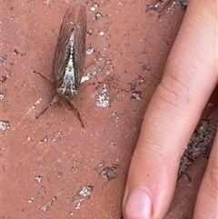Yoyetta celis (Silver Princess Cicada) at Ainslie, ACT - 19 Dec 2025 by JARS