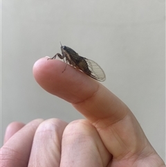 Yoyetta celis (Silver Princess Cicada) at Watson, ACT - Yesterday by simonstratford