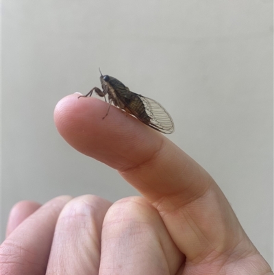 Yoyetta celis (Silver Princess Cicada) at Watson, ACT - Yesterday by simonstratford