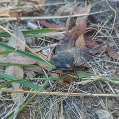 Psaltoda moerens (Redeye cicada) at Evatt, ACT - Yesterday by rbannister