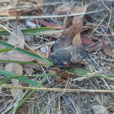 Psaltoda moerens (Redeye cicada) at Evatt, ACT - Yesterday by rbannister