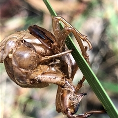 Psaltoda moerens at Crowther, NSW - 22 Dec 2025 by Frecko