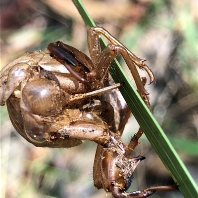 Psaltoda moerens at Crowther, NSW - 22 Dec 2025 by Frecko