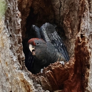 Callocephalon fimbriatum (Gang-gang Cockatoo) at Deakin, ACT - 1 Jan 2026 by LisaH