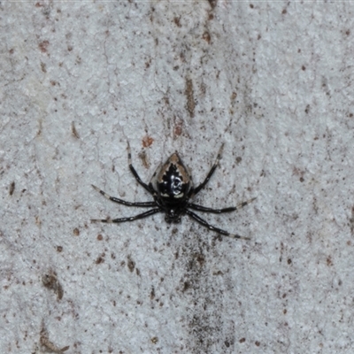 Euryopis splendens at Holt, ACT - Yesterday by AlisonMilton