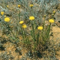 Rutidosis leptorhynchoides (Button Wrinklewort) at Red Hill, ACT - 4 Dec 2012 by ACT_CPR