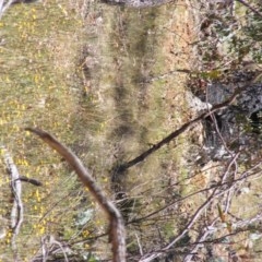 Rutidosis leptorhynchoides at Red Hill, ACT - 5 Dec 2012 12:00 AM