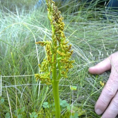 Sceptridium australe (Austral Moonwort) at Tennent, ACT - 15 Mar 2012 by EmmaCook