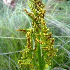 Sceptridium australe at Tennent, ACT - suppressed