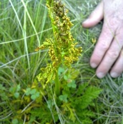 Sceptridium australe at Tennent, ACT - 15 Mar 2012