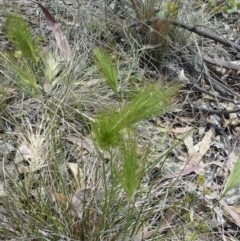 Aristida behriana (Bunch Wiregrass) at Deakin, ACT - 20 Nov 2014 by ACTCPR