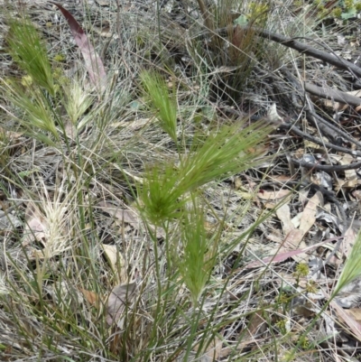 Aristida behriana (Bunch Wiregrass) at Deakin, ACT - 20 Nov 2014 by ACTCPR