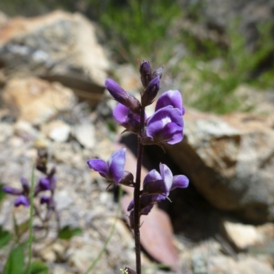 Oxytes brachypoda (Large Tick-trefoil) at Rob Roy Range - 30 Oct 2013 by EmmaCook