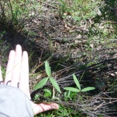 Oxytes brachypoda (Large Tick-trefoil) at Theodore, ACT - 29 Oct 2013 by EmmaCook