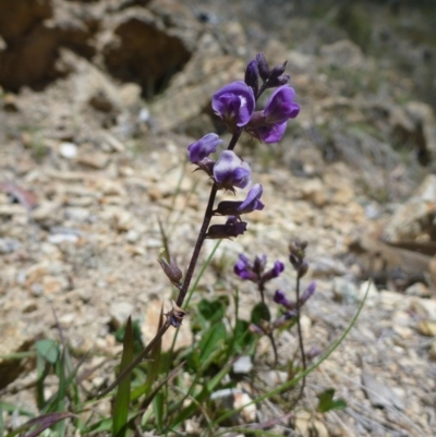 Oxytes brachypoda (Large Tick-trefoil) at Theodore, ACT - 30 Oct 2013 by EmmaCook